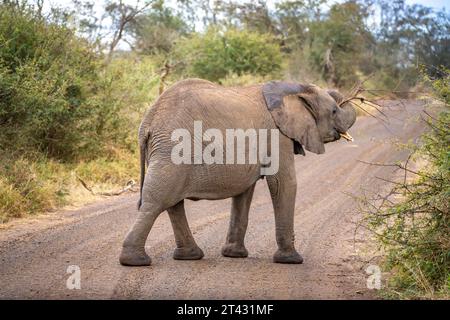 Primi piani con elefante africano nel Kruger National Park, Sudafrica Foto Stock