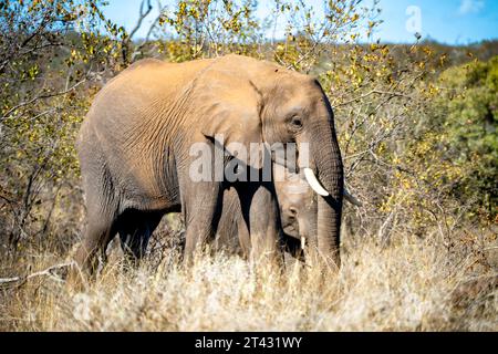 Primi piani con elefante africano nel Kruger National Park, Sudafrica Foto Stock