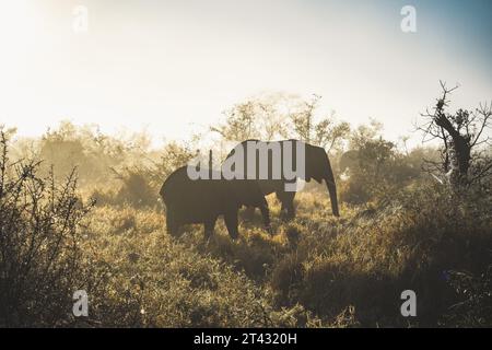 Primi piani con elefante africano nel Kruger National Park, Sudafrica Foto Stock