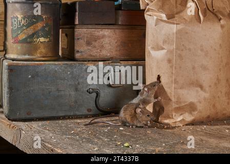 House mouse (Mus musculus), Greater Manchester, Regno Unito. Mangiare cibo per uccelli dal foro masticato nella borsa. Foto Stock