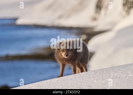 Volpe artica maschile (Vulpes lagopus). Hornstrandir, Islanda. Colore blu nel cappotto invernale. Febbraio 2023 Foto Stock