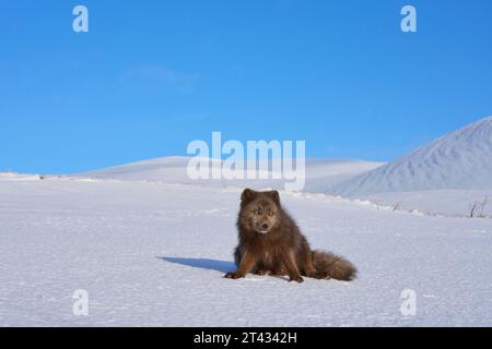 Volpe artica maschile (Vulpes lagopus). Hornstrandir, Islanda. Colore blu nel cappotto invernale. Febbraio 2023 Foto Stock