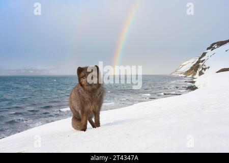 Volpe artica (Vulpes lagopus). Hornstrandir, Islanda. Colore blu nel cappotto invernale. Febbraio 2023. Foto Stock