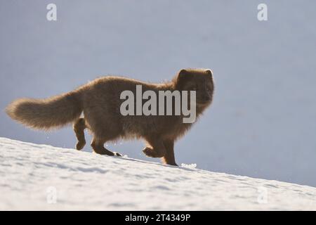 Volpe artica (Vulpes lagopus). Hornstrandir, Islanda. Colore blu nel cappotto invernale. Febbraio 2023. Foto Stock