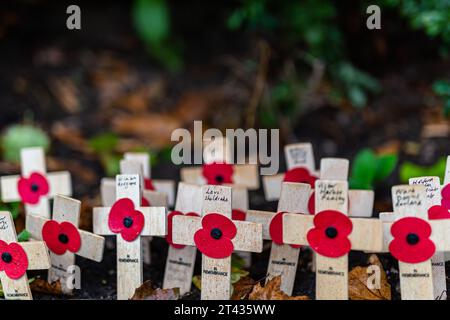 Woodbridge Suffolk Regno Unito novembre 26 2021: Papaveri rossi su piccole croci di legno per ricordare i morti della guerra nel giorno della memoria Foto Stock