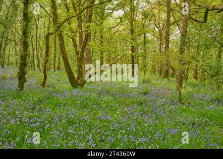 Campanelli (Hyacinthoides non-scripta) e bachi (Stellaria holostea) in boschi di quercia. Carstramon Wood, Dumfries e Galloway Foto Stock