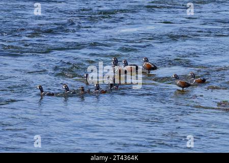 Anatra di Harlequin (Histrionicus histrionicus), Laxá í Kjós, Hvalfjörður, Islanda. Giugno 2023 Foto Stock