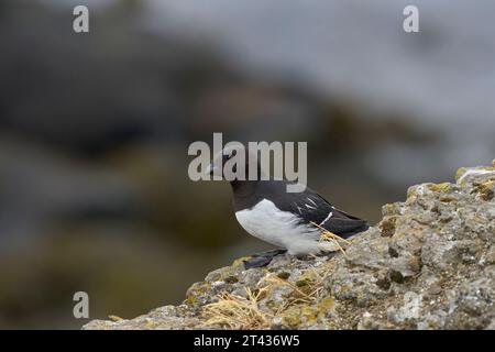 Alca piccola o colombacea (alle alle alle), isola di Grimsey, Islanda, giugno 2023 Foto Stock