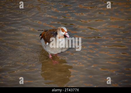 Ritratto completo di un'oca egiziana adulta in acqua Foto Stock