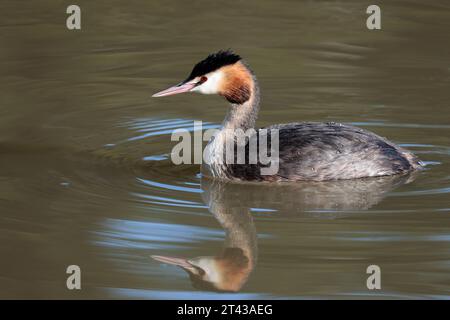 Grande cresta grassa Podiceps christatus, uccello subacqueo in autunno inverno piumaggio cresta scura sulla testa ruggine rossastra marrone dietro guance bianche grigie e bianche Foto Stock