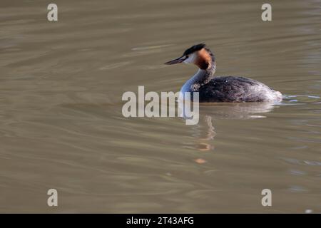 Grande cresta grassa Podiceps christatus, uccello subacqueo in autunno inverno piumaggio cresta scura sulla testa ruggine rossastra marrone dietro guance bianche grigie e bianche Foto Stock