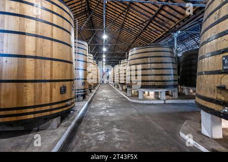 Filari di grandi botti di rovere di vino porto all'interno della cantina della società Real Companhia Velha, Porto, Portogallo, il 14 ottobre 2023 Foto Stock