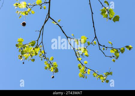 Un gruppo di rami di Sycamore americano primaverile con nuove gemme, palline di semi di frutta fuzzy e fresche foglie giovani contro un cielo limpido e luminoso. Foto Stock