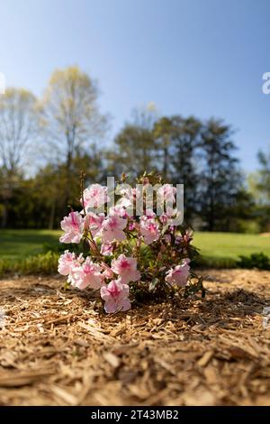 Un piccolo cespuglio di Azalea con lacci rosa piantato in un letto di fiori residenziale pacciamato nel paese in una giornata di sole in primavera. Notare il DOF poco profondo. Foto Stock