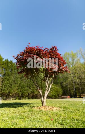 Una bassa profondità di campo immagine di un albero d'acero giapponese a foglia rossa con pacciame intorno ad esso in un prato residenziale in un cielo azzurro e luminoso giorno di primavera. Foto Stock