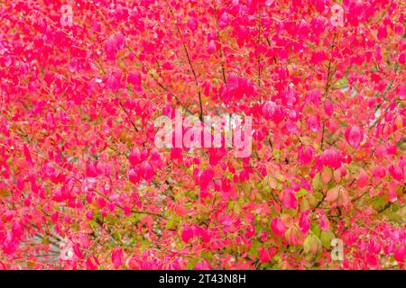 Primo piano di un cespuglio bruciato (Euonymus alatus) a Walla Walla, Washington. Foto Stock