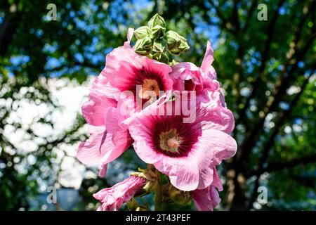 Un delicato fiore rosa magenta di pianta di Althaea officinalis, comunemente noto come palude-mallow in un giardino in stile cottage britannico in una giornata estiva soleggiata, Foto Stock