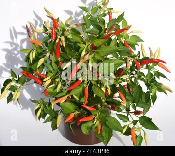 Chili Peperoni ist eine scharfe Kraeuterpflanze und wird in der Kueche zum wuerzen verwendez. Il peperoncino è una pianta di erbe calde ed è usato nella k Foto Stock