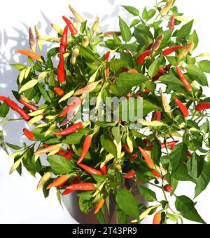 Chili Peperoni ist eine scharfe Kraeuterpflanze und wird in der Kueche zum wuerzen verwendez. Il peperoncino è una pianta di erbe calde ed è usato nella k Foto Stock