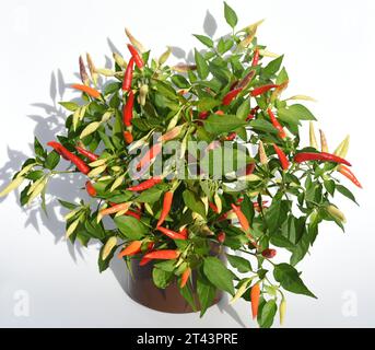 Chili Peperoni ist eine scharfe Kraeuterpflanze und wird in der Kueche zum wuerzen verwendez. Il peperoncino è una pianta di erbe calde ed è usato nella k Foto Stock