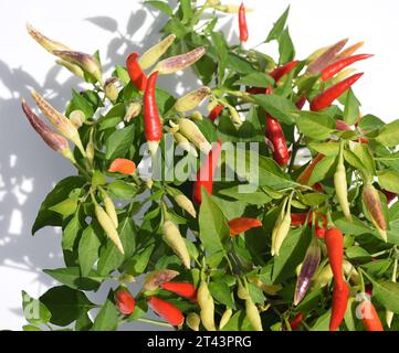 Chili Peperoni ist eine scharfe Kraeuterpflanze und wird in der Kueche zum wuerzen verwendez. Il peperoncino è una pianta di erbe calde ed è usato nella k Foto Stock