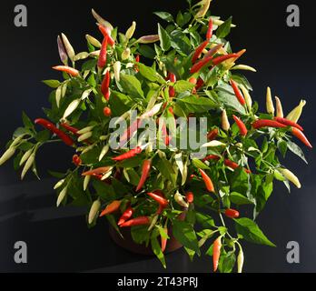 Chili Peperoni ist eine scharfe Kraeuterpflanze und wird in der Kueche zum wuerzen verwendez. Il peperoncino è una pianta di erbe calde ed è usato nella k Foto Stock