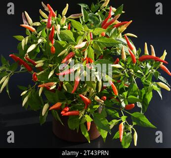 Chili Peperoni ist eine scharfe Kraeuterpflanze und wird in der Kueche zum wuerzen verwendez. Il peperoncino è una pianta di erbe calde ed è usato nella k Foto Stock