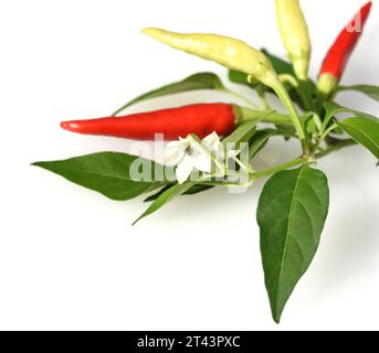 Chili Peperoni ist eine scharfe Kraeuterpflanze und wird in der Kueche zum wuerzen verwendez. Il peperoncino è una pianta di erbe calde ed è usato nella k Foto Stock