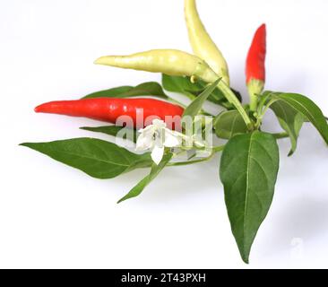 Chili Peperoni ist eine scharfe Kraeuterpflanze und wird in der Kueche zum wuerzen verwendez. Il peperoncino è una pianta di erbe calde ed è usato nella k Foto Stock