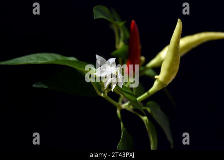 Chili Peperoni ist eine scharfe Kraeuterpflanze und wird in der Kueche zum wuerzen verwendez. Il peperoncino è una pianta di erbe calde ed è usato nella k Foto Stock