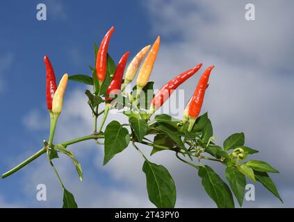 Chili Peperoni ist eine scharfe Kraeuterpflanze und wird in der Kueche zum wuerzen verwendez. Il peperoncino è una pianta di erbe calde ed è usato nella k Foto Stock