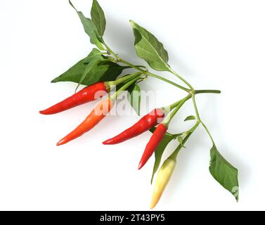 Chili Peperoni ist eine scharfe Kraeuterpflanze und wird in der Kueche zum wuerzen verwendez. Il peperoncino è una pianta di erbe calde ed è usato nella k Foto Stock