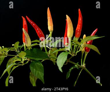 Chili Peperoni ist eine scharfe Kraeuterpflanze und wird in der Kueche zum wuerzen verwendez. Il peperoncino è una pianta di erbe calde ed è usato nella k Foto Stock