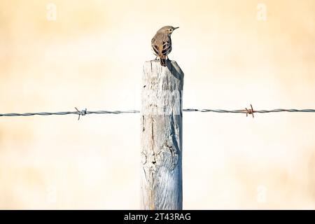 Un Pipit americano in piedi su una recinzione di filo spinato in legno durante la migrazione autunnale al largo delle praterie nordamericane nella contea di Rocky View, Alberta Canad Foto Stock