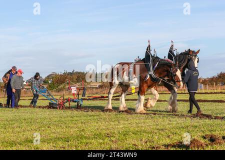 28 ottobre 23, Prestwick, Regno Unito. Il 59° Scottish Ploughing Championships, che si è svolto su più di 200 acri di Montonhill Farm, vicino a Prestwick, Ayrshire, Scozia, Regno Unito, ha attirato più di 100 partecipanti internazionali, in classi tra cui cavalli Shire e Clydesdale, trattori e aratri classici e d'epoca europei, nonché trattori moderni con aratri. I vincitori otterranno punti di qualificazione e potranno partecipare ai campionati mondiali di aratura. Crediti: Findlay/Alamy Live News Foto Stock