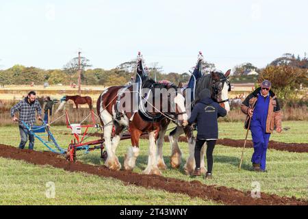 28 ottobre 23, Prestwick, Regno Unito. Il 59° Scottish Ploughing Championships, che si è svolto su più di 200 acri di Montonhill Farm, vicino a Prestwick, Ayrshire, Scozia, Regno Unito, ha attirato più di 100 partecipanti internazionali, in classi tra cui cavalli Shire e Clydesdale, trattori e aratri classici e d'epoca europei, nonché trattori moderni con aratri. I vincitori otterranno punti di qualificazione e potranno partecipare ai campionati mondiali di aratura. Crediti: Findlay/Alamy Live News Foto Stock