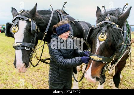 28 ottobre 23, Prestwick, Regno Unito. Il 59° Scottish Ploughing Championships, che si è svolto su più di 200 acri di Montonhill Farm, vicino a Prestwick, Ayrshire, Scozia, Regno Unito, ha attirato più di 100 partecipanti internazionali, in classi tra cui cavalli Shire e Clydesdale, trattori e aratri classici e d'epoca europei, nonché trattori moderni con aratri. I vincitori otterranno punti di qualificazione e potranno partecipare ai campionati mondiali di aratura. Crediti: Findlay/Alamy Live News Foto Stock