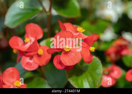 Begonia di cera rossa fiorita con foglie verdi (Begonia semperflorens x cultorum). Foto Stock