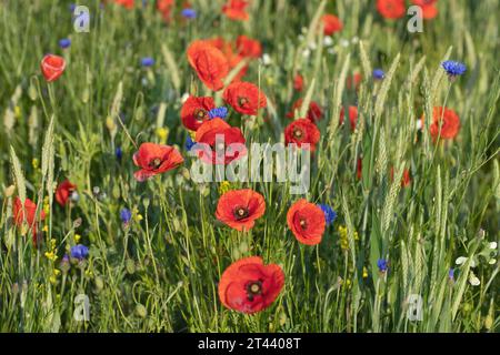 Mix di papavero e fiori di mais che crescono sotto forma di erbacce in corrispondenza di una cresta di confine. Foto Stock