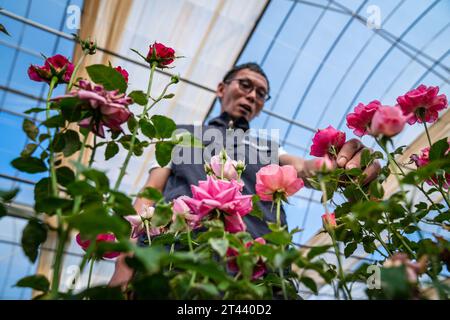 (231028) -- KUNMING, 28 ottobre 2023 (Xinhua) -- Tian Liantong controlla le rose in un giardino dimostrativo di piantagione di rose di un moderno parco agricolo nella città di Anning, nella provincia dello Yunnan della Cina sud-occidentale il 20 ottobre 2023. Nell'agosto del 2022, oltre 8.000 semi di fiori sono arrivati allo Yunnan Jinke Flower Engineering Research Center Co., Ltd. Dopo il loro viaggio nello spazio a bordo dell'astronave con equipaggio Shenzhou. La riproduzione spaziale si riferisce all'esposizione di semi o ceppi a radiazioni cosmiche e microgravità nello spazio per mutare i loro geni, in modo da creare nuove specie o varietà con prestazioni maggiori come una crescita più breve Foto Stock