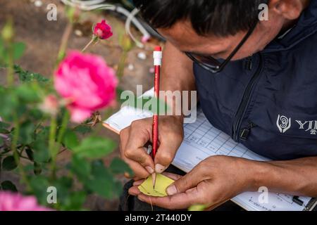 (231028) -- KUNMING, 28 ottobre 2023 (Xinhua) -- Tian Liantong prende nota dei numeri di serie delle rose in un giardino dimostrativo di piantagione di rose di un moderno parco agricolo nella città di Anning, nella provincia dello Yunnan della Cina sud-occidentale, il 20 ottobre 2023. Nell'agosto del 2022, oltre 8.000 semi di fiori sono arrivati allo Yunnan Jinke Flower Engineering Research Center Co., Ltd. Dopo il loro viaggio nello spazio a bordo dell'astronave con equipaggio Shenzhou. La riproduzione spaziale si riferisce all'esposizione di semi o ceppi alle radiazioni cosmiche e alla microgravità nello spazio per mutare i loro geni, in modo da creare nuove specie o varietà con una maggiore per Foto Stock