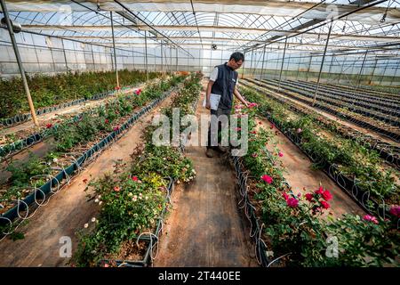 (231028) -- KUNMING, 28 ottobre 2023 (Xinhua) -- Tian Liantong controlla le rose in un giardino dimostrativo di piantagione di rose di un moderno parco agricolo nella città di Anning, nella provincia dello Yunnan della Cina sud-occidentale il 20 ottobre 2023. Nell'agosto del 2022, oltre 8.000 semi di fiori sono arrivati allo Yunnan Jinke Flower Engineering Research Center Co., Ltd. Dopo il loro viaggio nello spazio a bordo dell'astronave con equipaggio Shenzhou. La riproduzione spaziale si riferisce all'esposizione di semi o ceppi a radiazioni cosmiche e microgravità nello spazio per mutare i loro geni, in modo da creare nuove specie o varietà con prestazioni maggiori come una crescita più breve Foto Stock