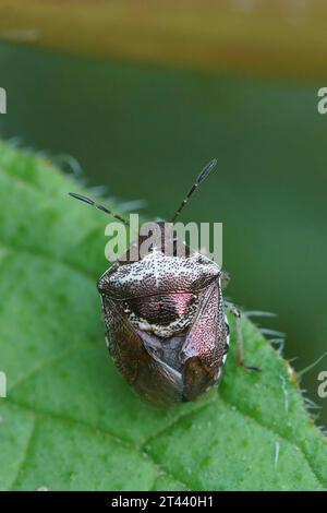 Primo piano verticale naturale su un piccolo insetto di Woundwort, Eysarcoris venustissimus, nel giardino Foto Stock