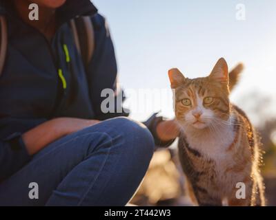 Gatti della Turchia, piccola località turistica di Side con antiche rovine greche. donna turistica che accarezza il gatto randagio sulla strada al tramonto in primavera o autunno Foto Stock