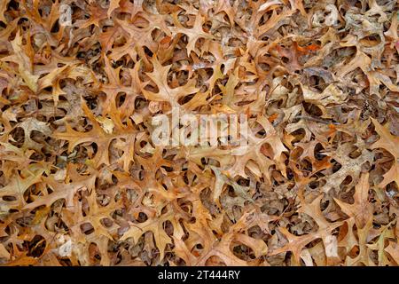 Una nuova pila di foglie di quercia che si incastrano tra loro vista dall'alto in autunno utilizza sfondi sfondi carta da parati a lastre piatte e spazio per la copia Foto Stock