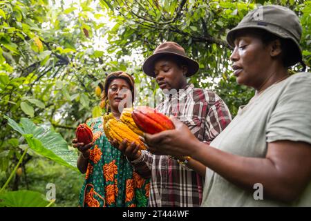 Tre agricoltori tengono in mano diverse varietà di baccelli di cacao appena raccolti Foto Stock