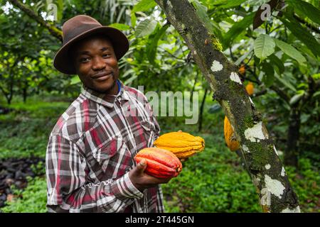 Un agricoltore soddisfatto raccoglie baccelli di cacao nel suo campo in Camerun. Foto Stock