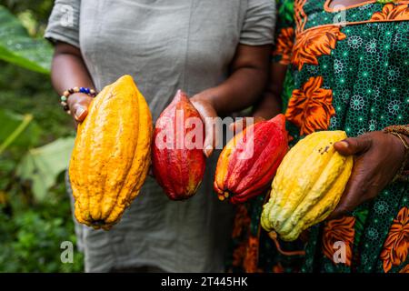 Primo piano di diverse varietà di baccelli di cacao appena raccolti da due contadine Foto Stock