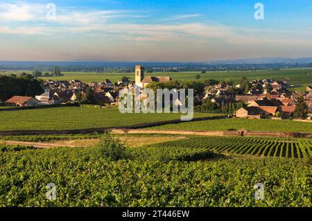 Vigneto e villaggio di Pommard (Route des grands crus), Cote d'Or, Borgogna, Franca Comte, Francia Foto Stock