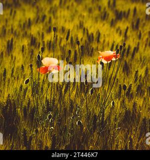 Campo di grano con due papaveri rossi in crescita Foto Stock